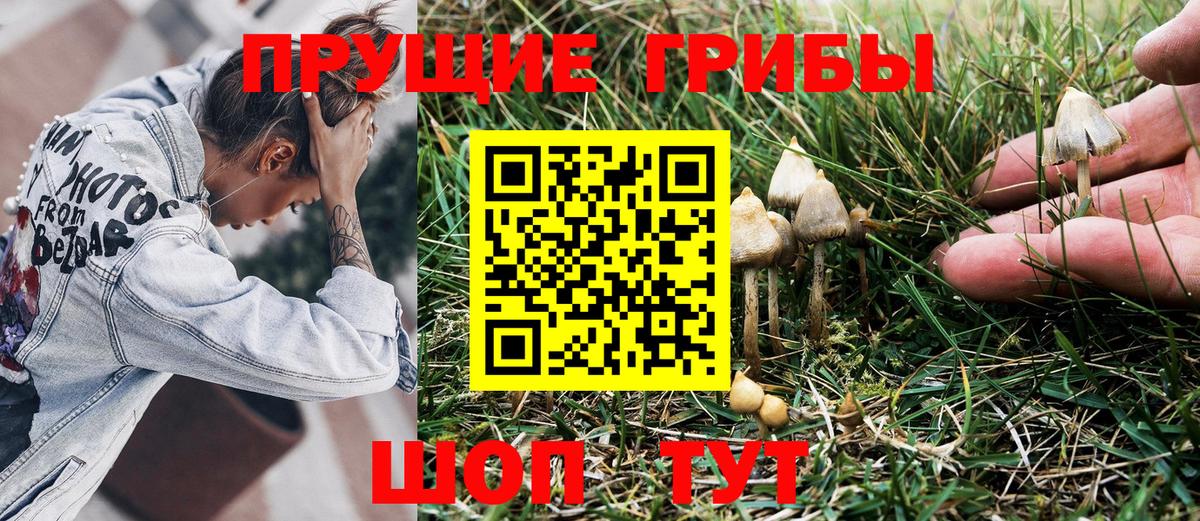 Лесосибирск  Псилоцибиновые грибы Psilocybine cubensis  Вход с VPN 